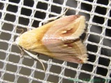 Eublemma cochylioides